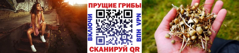 Псилоцибиновые грибы Psilocybine cubensis  Талдом 